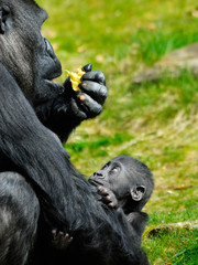 baby gorilla