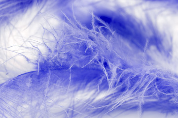 blue feather macro