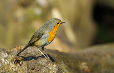 robin redbreast