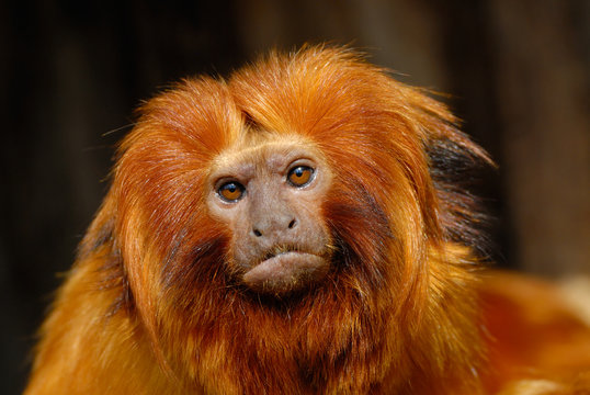 lion tamarin
