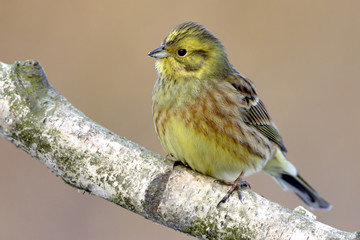 Emberiza citrinella