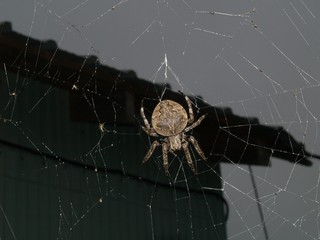 Insects from moderate climate of Russia 1