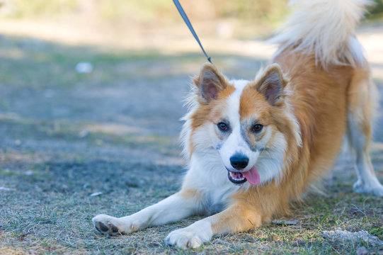 Friendly relaxed dog