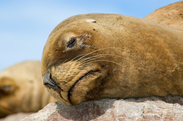 sea lion in Patagonia, Argentina.