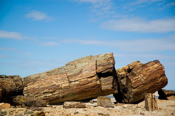 petrified wood in Patagonia, Argentina.