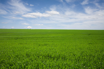 Fototapeta premium Wheat field in spring