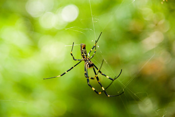 Black and yellow big spider in the forest