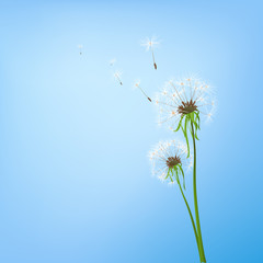 dandelions