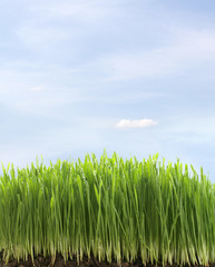 Obraz na płótnie Canvas green fresh grass