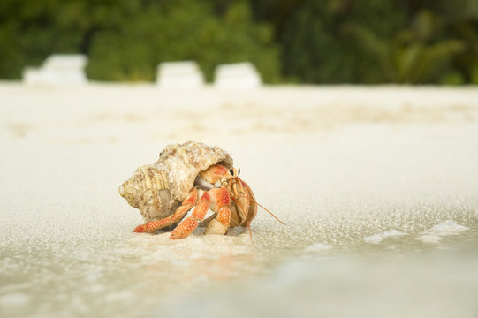 Big Hermit Crab