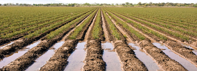 Spring Planting