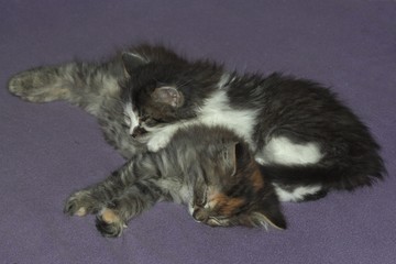Sleeping cats