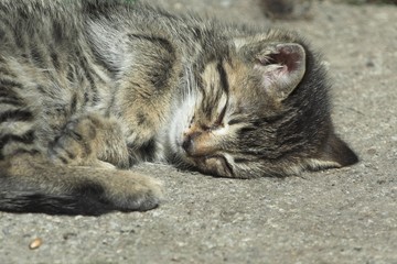 Sleeping cat