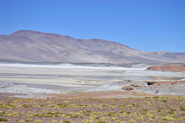 salar dans les andes