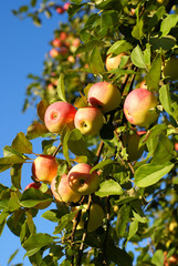 Red apples and leaves on blue sky
