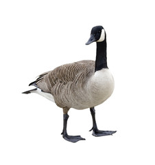 Fototapeta premium Canada Goose