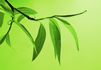 green background with fresh foliage