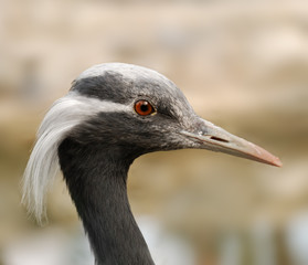 bustard