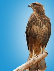Falcon