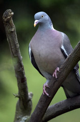 Gray Pigeon
