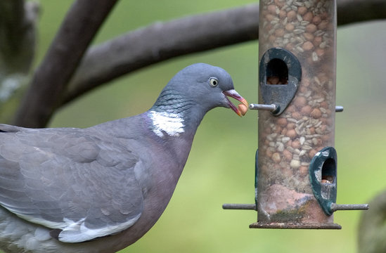Gray Pigeon