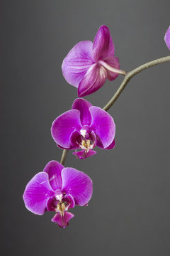 orquidea