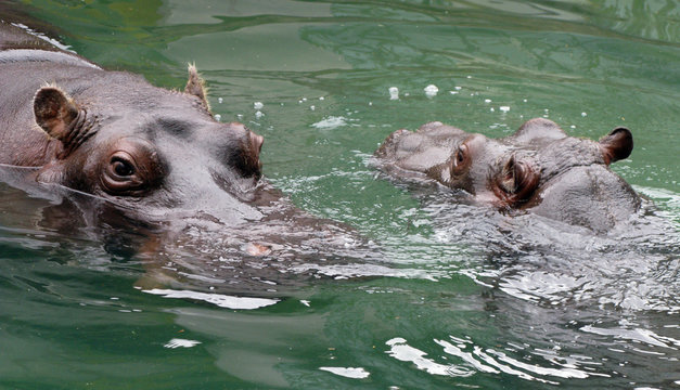 รูปภาพHippopotami – เลือกดูภาพถ่ายสต็อก เวกเตอร์ และวิดีโอ103,973 ...