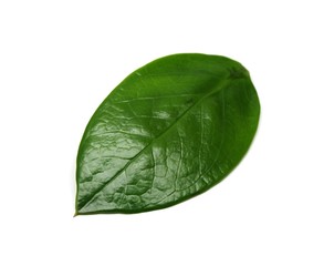 Feuille verte