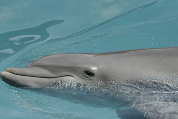 FEMALE DOLPHIN