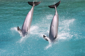 COUPLE DOLPHIN