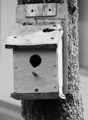 Black & White Birdhouse