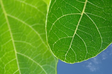 leaf detail