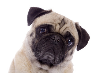 Pug dog portrait