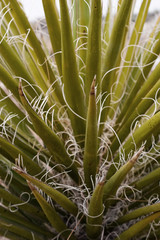 Mojave yucca