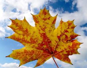 Orange maple leaf
