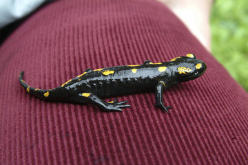 Salamander lizard
