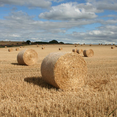 Hay bales in a field