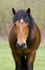 Fototapeta premium Horse portriat