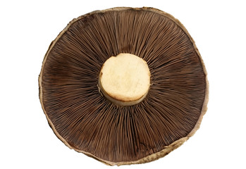 Mushroom (with Path)