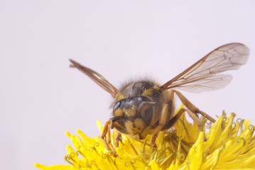 wasp