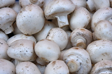 champignons de paris