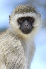 Vervet Monkey