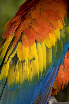 Colorful Scarlet Macaw Feathers Close Up
