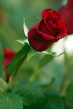 Rosa