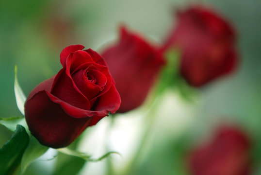 Rosas