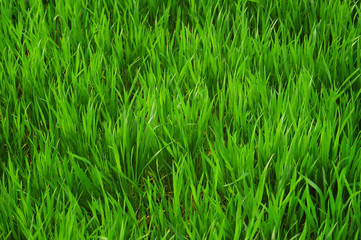 Obraz premium Texture of green grass