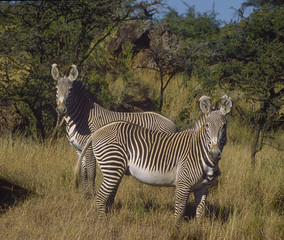 Africa-Mountain zebra