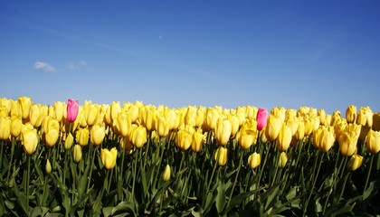 Tulipes