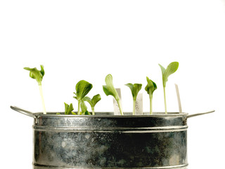 Junge Pflanzen / Keimlinge