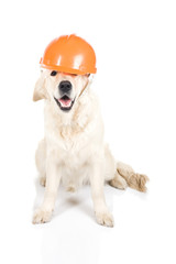 Construction dog